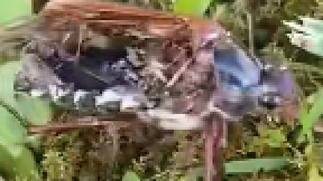 它不知道其实自己已经死了