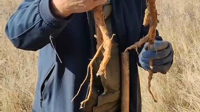 看看这个野生黄芪这么样