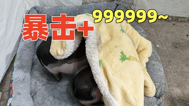 单身狗慎看，免得羡慕，连猪都有对象暖床，你还不赶紧！【第67天】