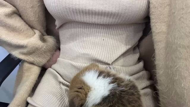 小狗小狗软乎乎