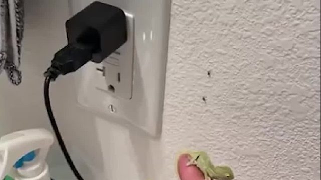 变色龙极速收割苍蝇