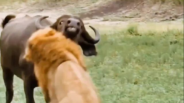 不会用前脚踢对方，是笨牛最大的失败。