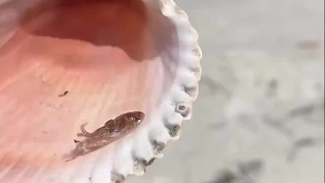 国外小哥哥踏浪时发现贝壳里住着只小可爱，带回家养大后竟带来特殊惊喜