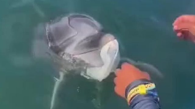 海豚用垃圾袋来找人类换吃的，这谁能拒绝