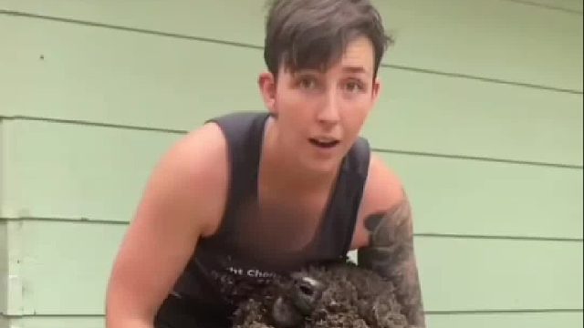 毛把绵羊的眼睛挡住了，一次能从绵羊身上剪下来多少毛发呢