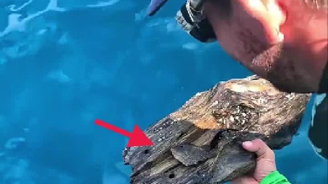 男子发现水面漂浮着一块朽木，捞起时，居然发现上面还有两条小鱼