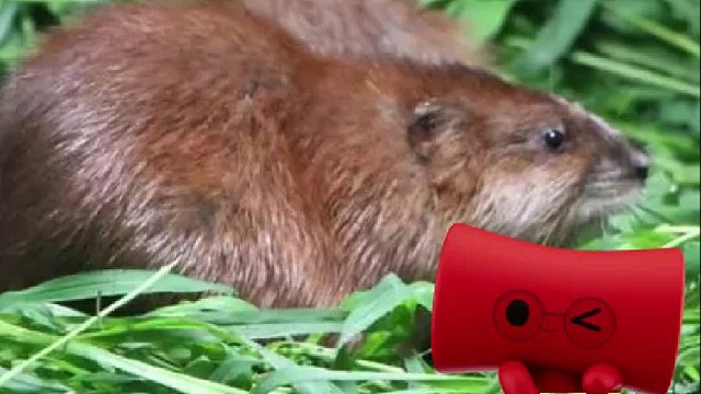 你敢拿国家保护动物去喂猫？