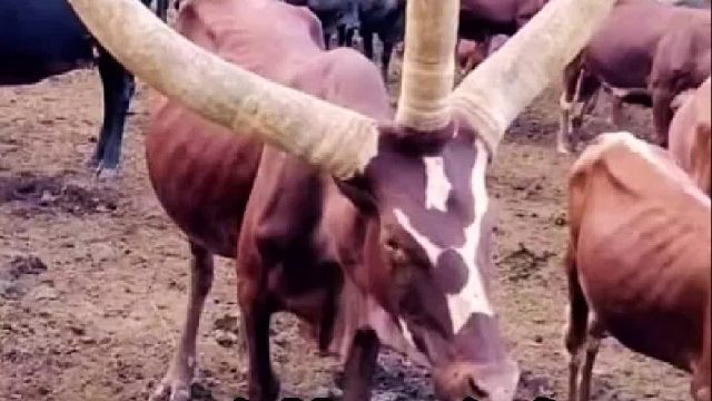 牛头上长那么多角，真是一个比一个多