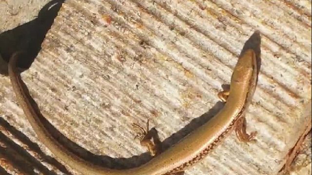 田里干活发现的，离它远点！