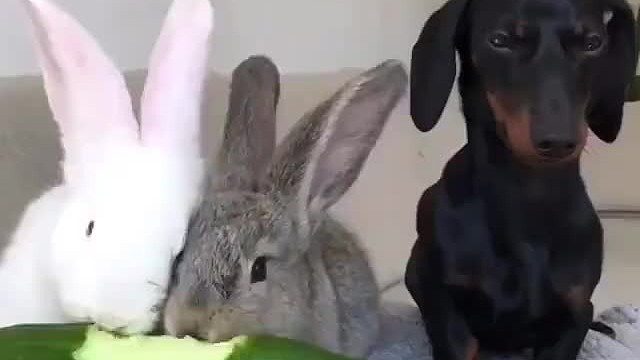 兔兔请狗子来家里吃饭