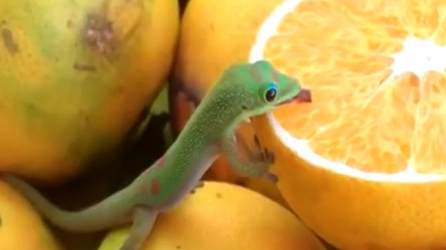 日行守宫在白天活动，除了虫子，也吃花蜜和水果