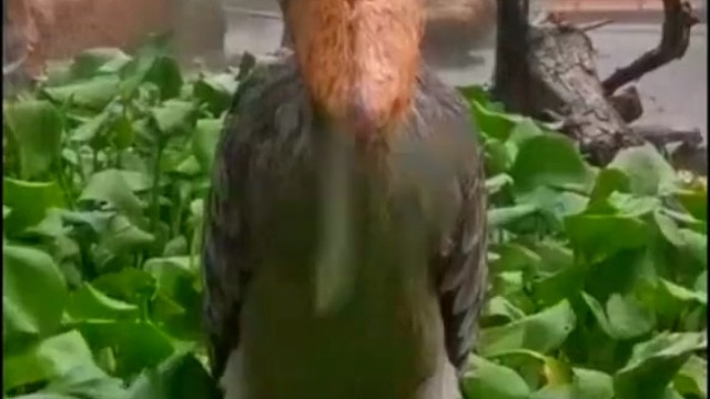 身高1米66的鲸头鹳在雨中发呆，无法被肯定帅，给它无尽的伤害