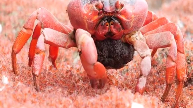 圣诞岛红蟹一边边生宝宝边吃饭补充营养。