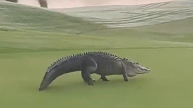 失去一只手掌的鳄鱼，爬过球场。尽管如此艰难，还是要坚强的活着