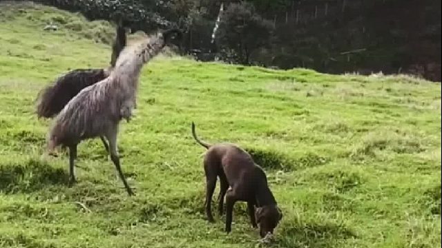 鸸鹋经常欺负农场里的动物，直到有一次摔断了腿