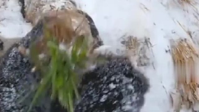 大熊猫“雅吉”倒拔棕榈树。拍摄者：“不是第一次拔，刚栽上就又给拔了。”