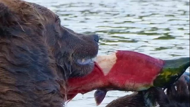 熊吃鱼还这么讲究……