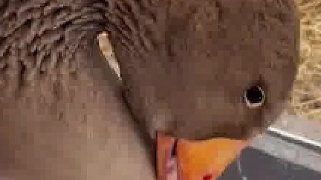 到了冬天既能暖胃也能暖身