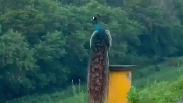 最美的风景在路上，最美的孔雀在路边，惊艳到了