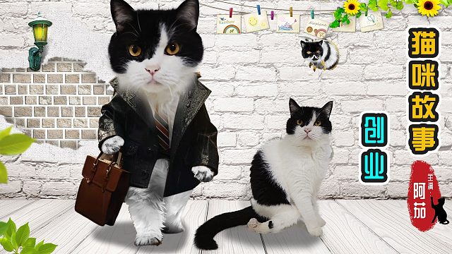 猫咪创业失败，收拾心情重新出发