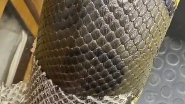 蛇：不死也要让我脱层皮？