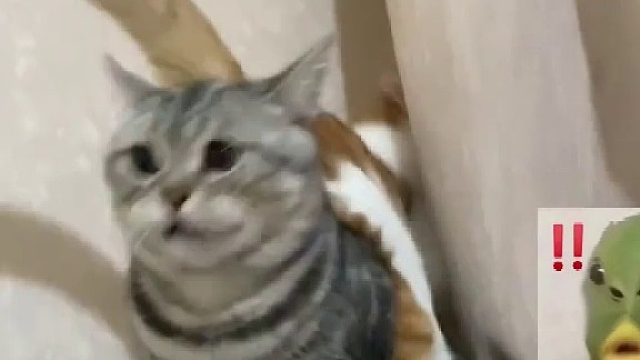 橘猫一屁股坐到虎斑背上，怪不得看到橘猫虎斑就一副警惕的样子，虎斑：这一天天的 活吧 谁能活过你啊