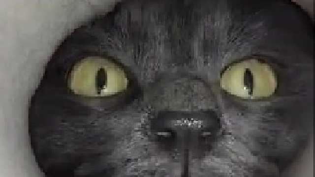 终于知道老鼠视觉下的恐惧感了