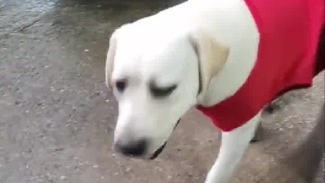 终于知道笼子关不住狗狗的原因了