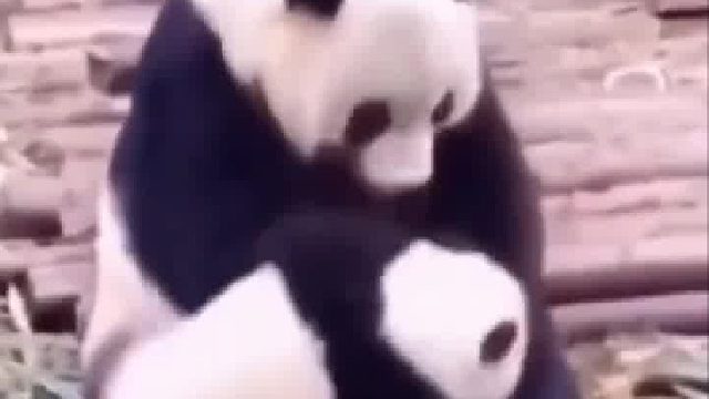 终于知道为啥叫熊孩子了！