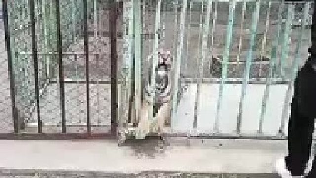 终于知道为什么这么大的猫不能养了