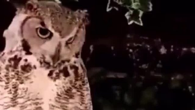 众所周知，猫头鹰不是鹰，而是一只小猫咪