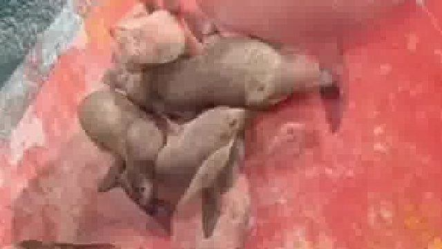 船员在海上行驶时，遇到海狮搭“顺风船”。网友：遇到海狮，事事平安