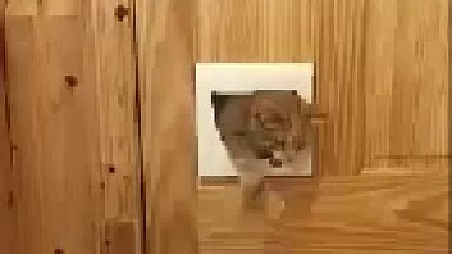 重点在门后那只猫，一脸鄙夷...