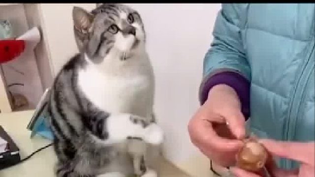 主人，你确定不给我一个吗？就一个就行