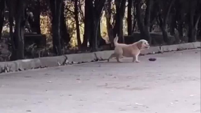 主人把小金毛放在街上假装离开，小狗的反应让他差点泪奔