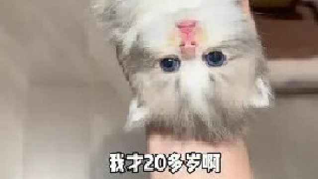 它得有多信任我啊，乖乖躺在我手上睡觉