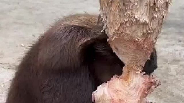 冷知识，河狸每年被自己啃的树砸死为数不少