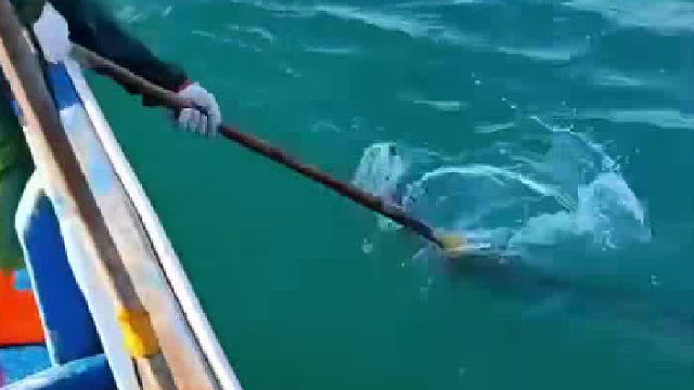 这鳗鱼有点大，差点没拽上来