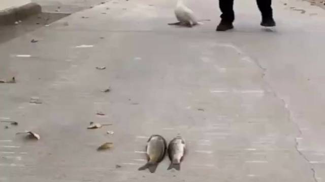 它竟然这么能吃？！脖子底下都是胃吗？