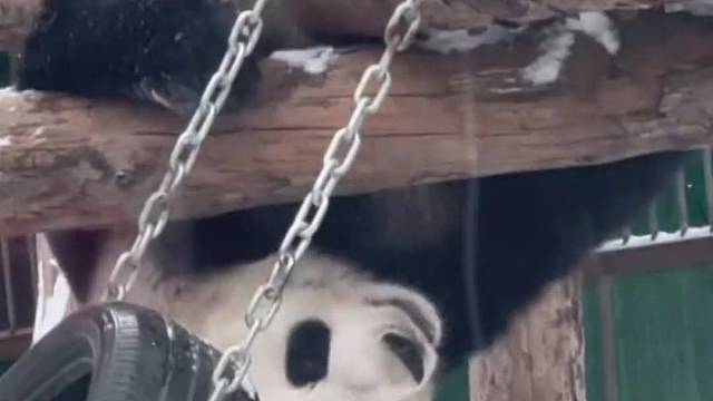 怎么样，稍微一摸耳朵就把你们迷倒了吧！