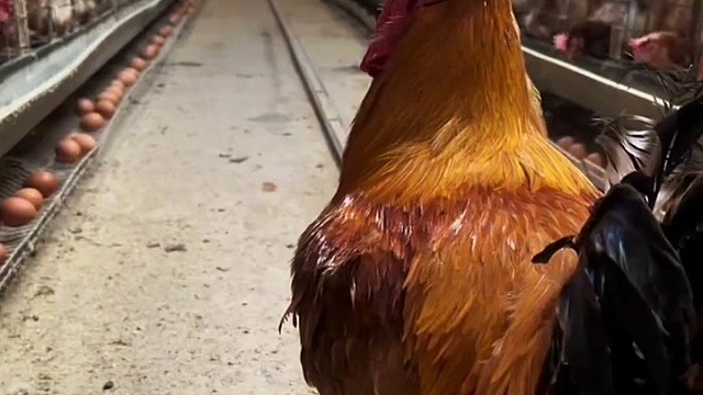 像极了坤坤演唱会现场