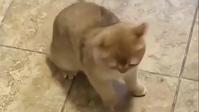 猫咪打架前摇头晃脑是怎么个事