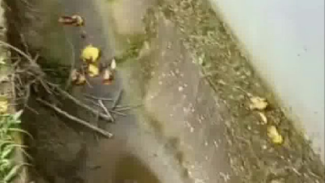 这是什么啊  喊一声吓一跳的