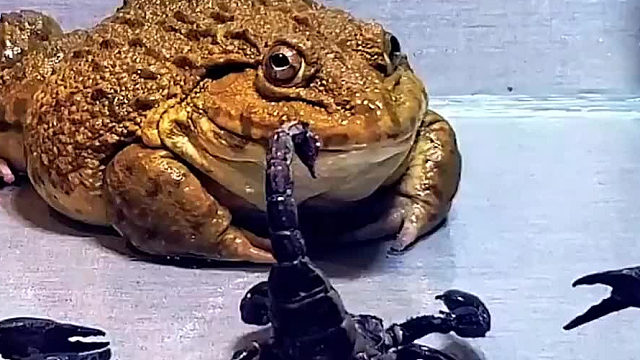 蛤蟆对战五毒谁能赢呢