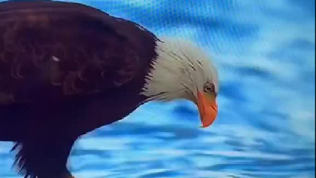 老鹰抓螃蟹 一脸痛苦表情啊