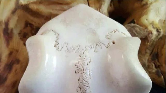 美女胆子真大，这都敢玩？