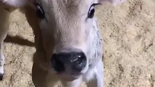 大爷买了只小奶牛，长大后的体型让全家人震惊。