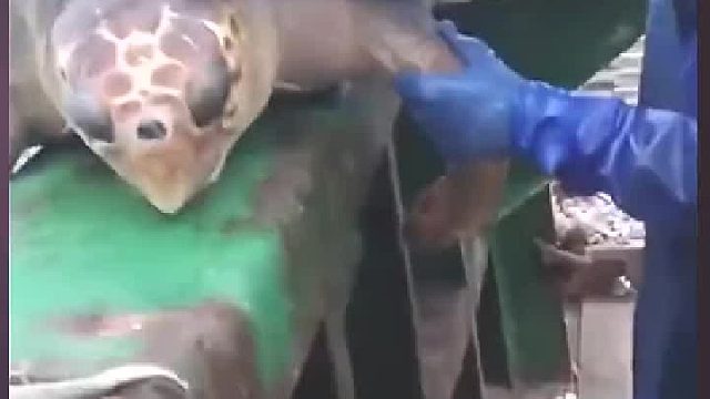 海龟_这孩子咋和你爷一样淘气呢