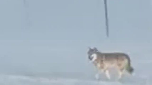 狼和狗子结伴同行。 工作是工作，下班大家都是朋友。