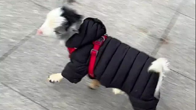 你见过这么狗里狗气的羊吗？居然学会了汪汪叫！